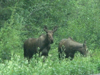 Moose